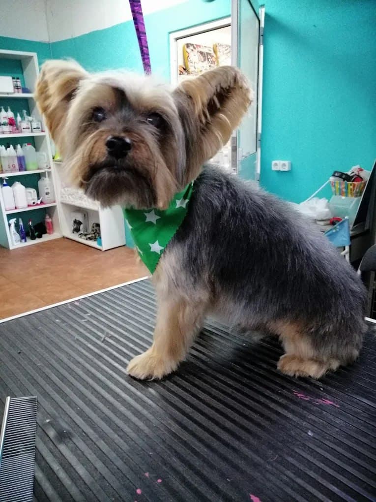 Trabajo de peluquería canina en perro pequeño