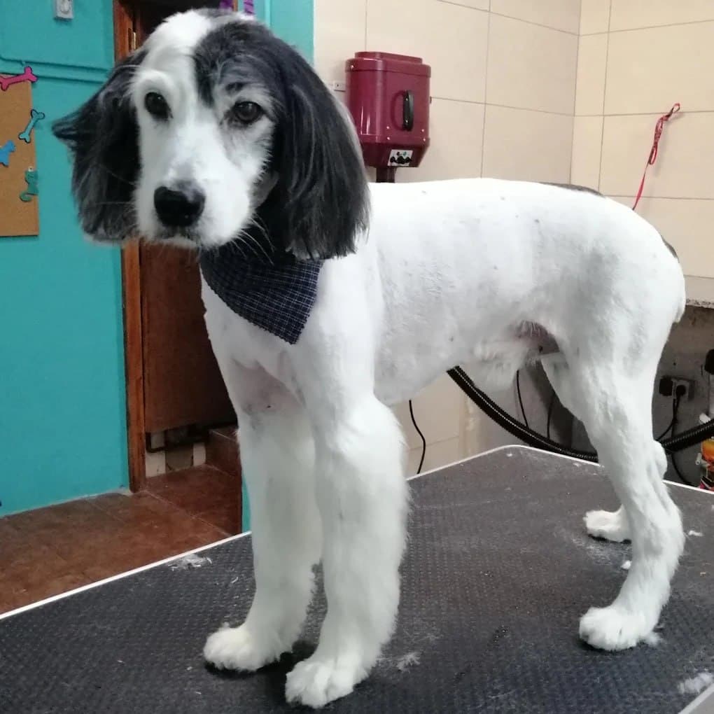 Trabajo de peluquería canina en perro blanco y negro